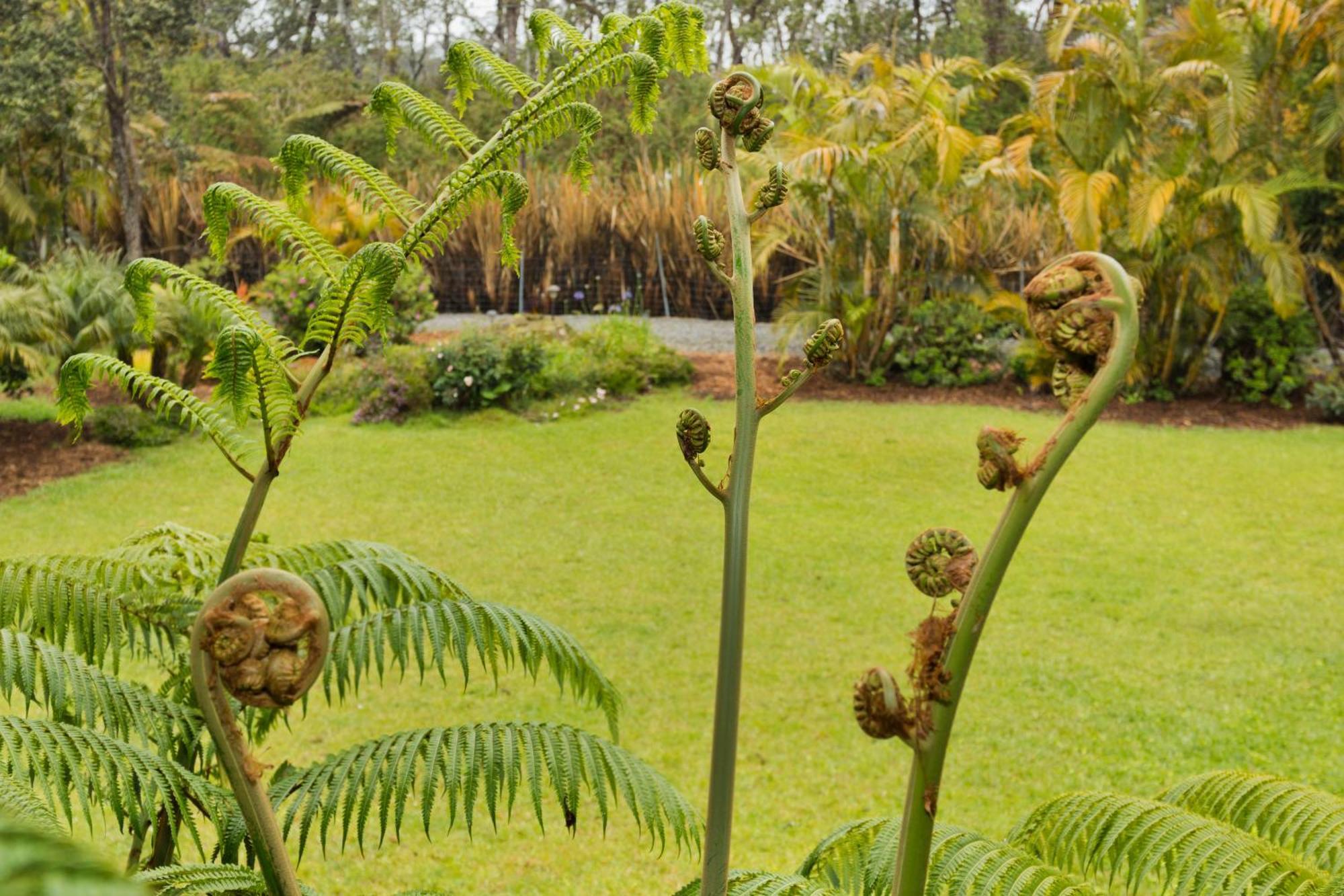 Aloha Junction Bed And Breakfast -Minutes Away From Hawaii Volcanoes National Park Экстерьер фото