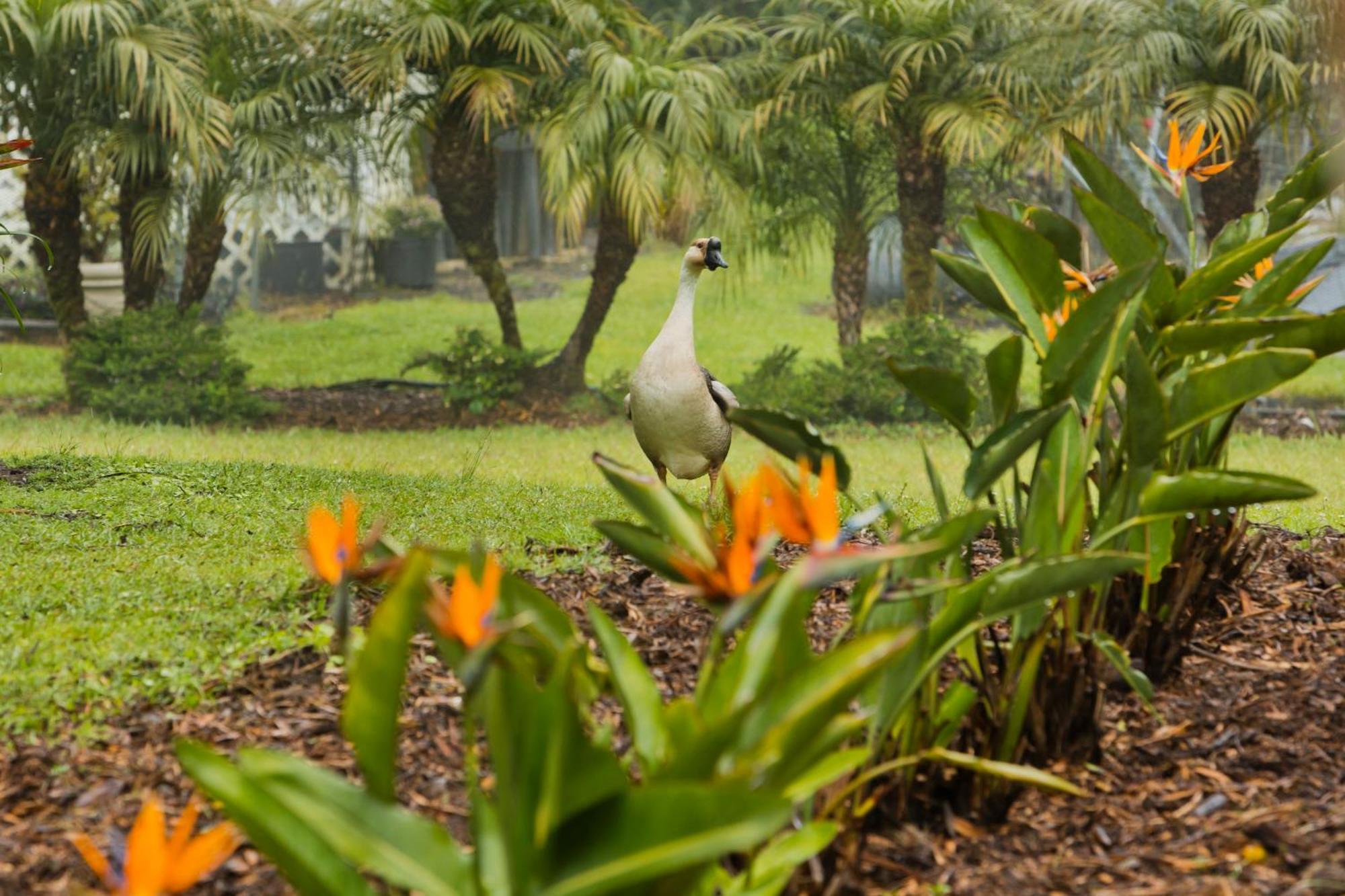 Aloha Junction Bed And Breakfast -Minutes Away From Hawaii Volcanoes National Park Экстерьер фото